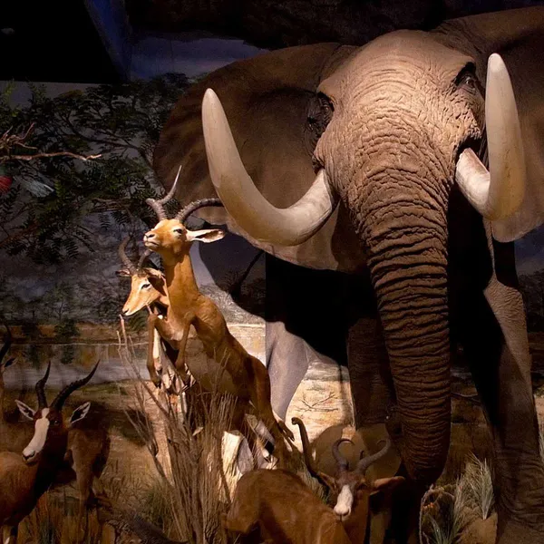 Blackhawk Museum Features Diverse Galleries