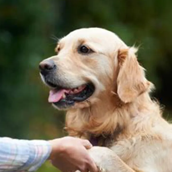 Tri-Valley Pets Offer Great Benefits