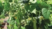 FarmShares Encourages Healthy 'Locavore' Eating