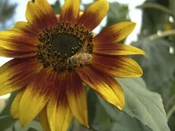 Bay-Friendly Garden Tour Highlights Low-Impact Landscaping Techniques