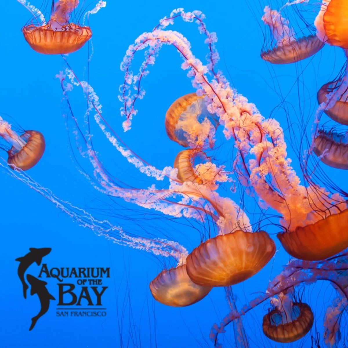 aquarium-bay-175.jpg