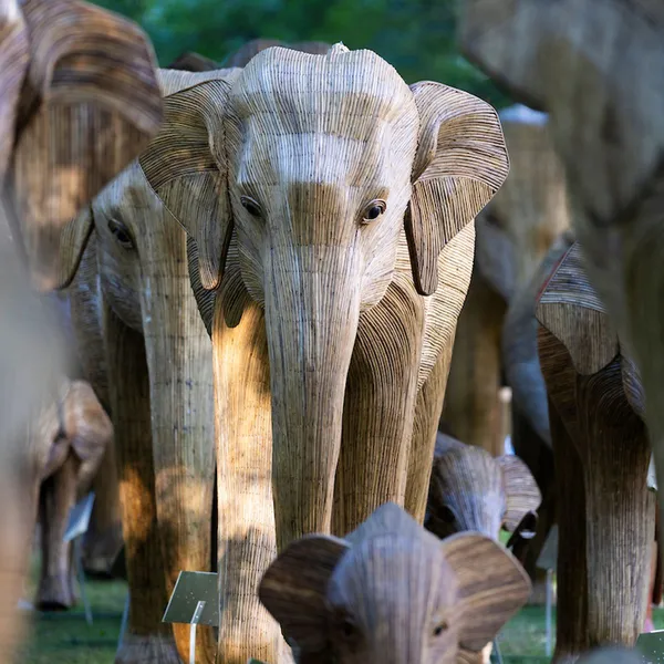 The Great Elephant Migration Treks Through the Tri-Valley