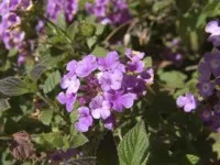 Downtown Pleasanton: An Attractive Destination for Residents and Visitors Alike