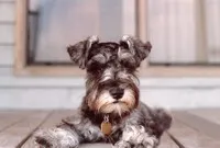 Maddie's Center, Innovative Companion Animal Non-Profit, Coming to Park
