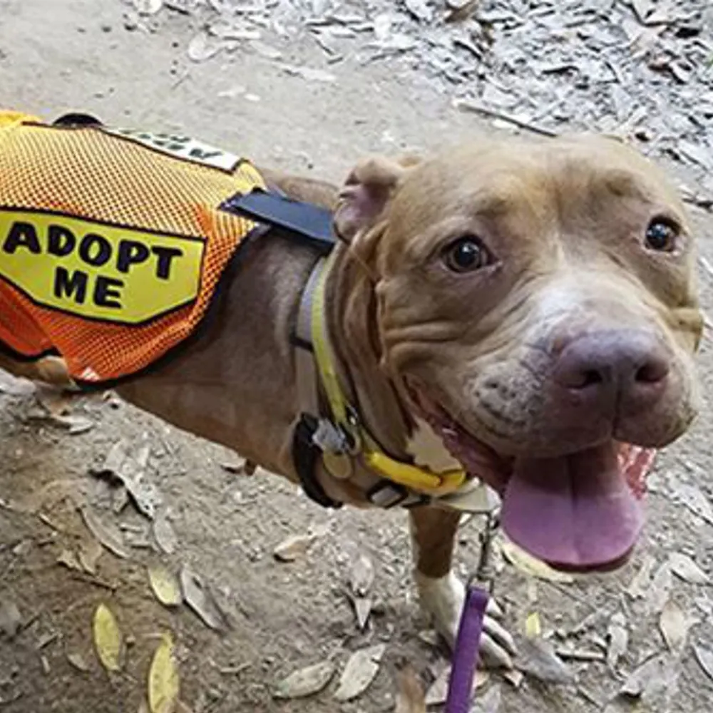 East Bay SPCA Fights for Animal Welfare