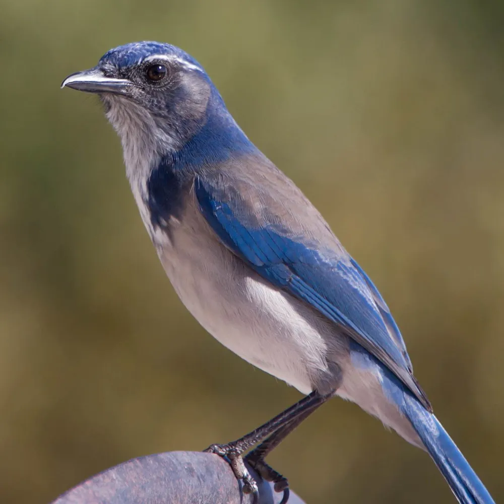 Wealth of Wildlife Abounds in Tri-Valley