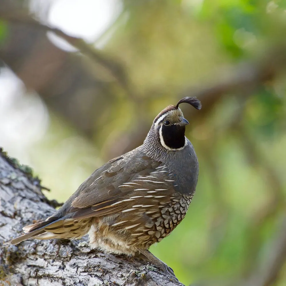 Native Wildlife Enriches Tri-Valley
