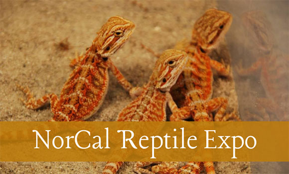 nor-cal-reptile-exp-175.jpg