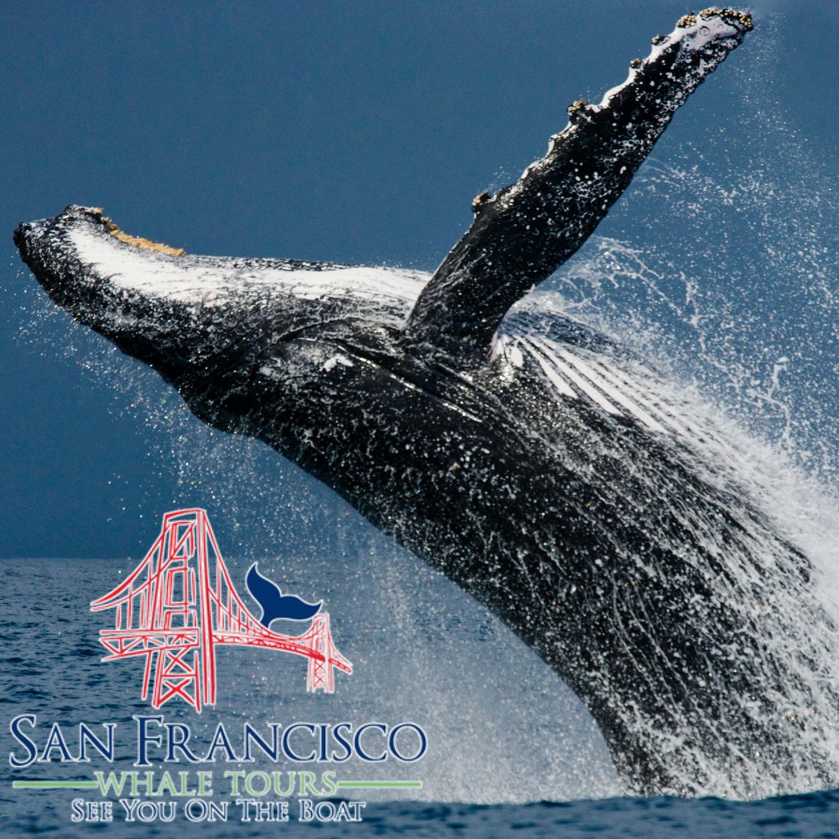 sf-whale-tours-175.jpg