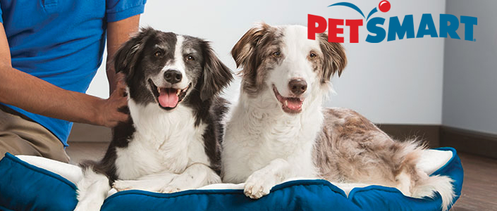 PetSmart Hotel 2022 (Price, Locations, Cleanliness + FAQs)
