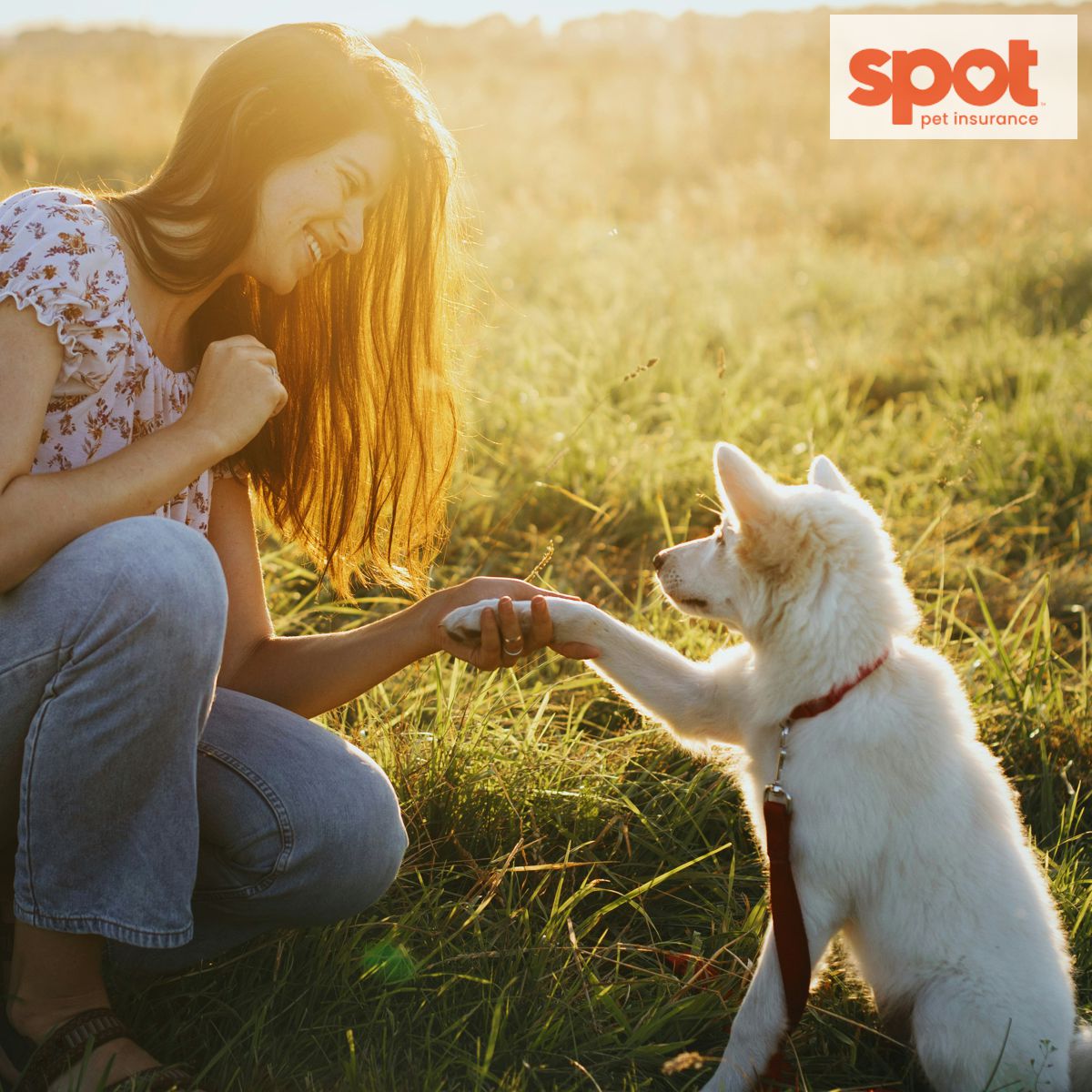 spot-pet-insurance-175.jpg
