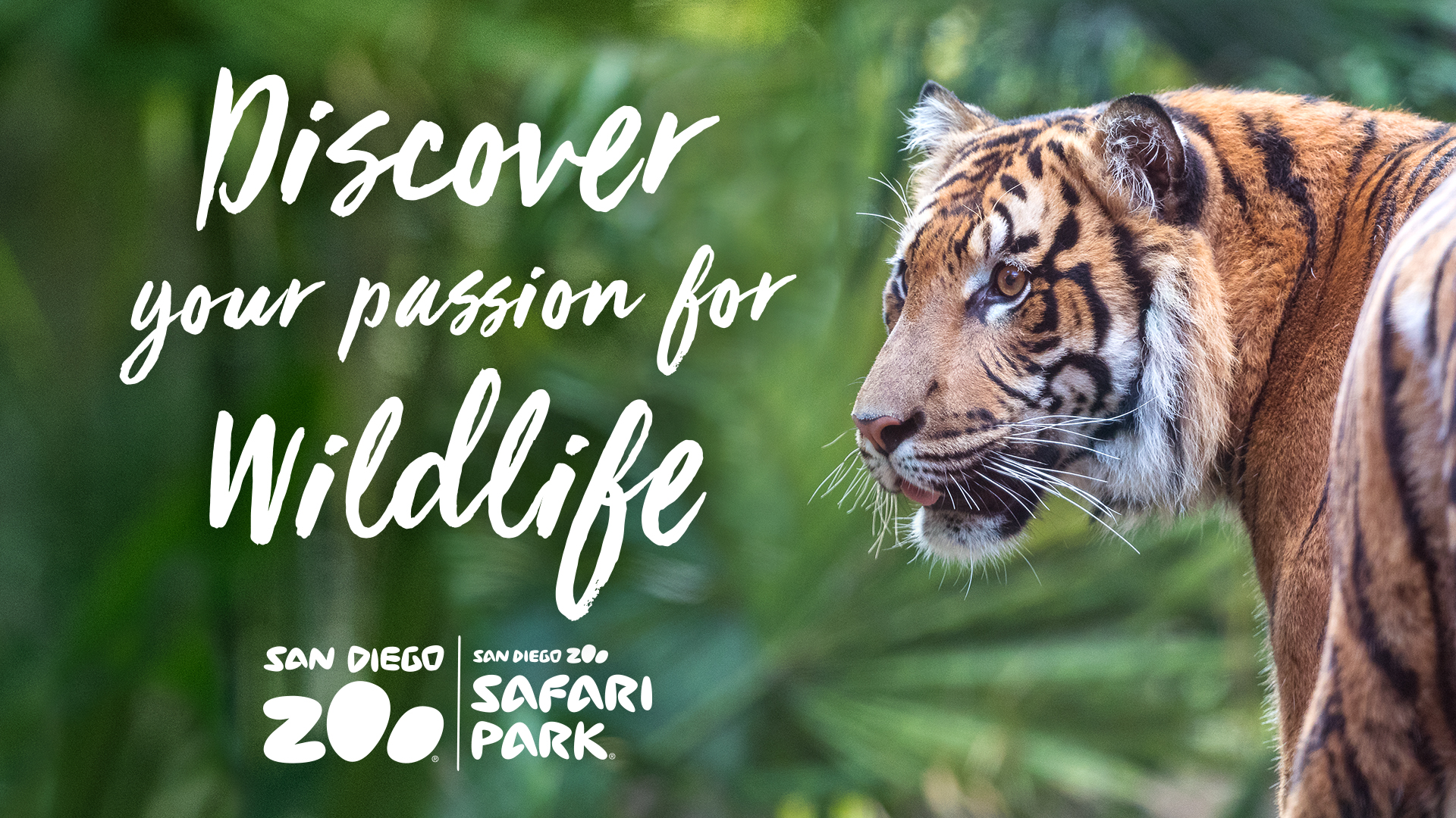 San Diego Zoo Discounted Admission Tickets