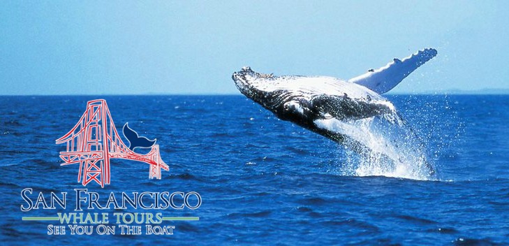 san-francisco-whale-tours-175.jpg