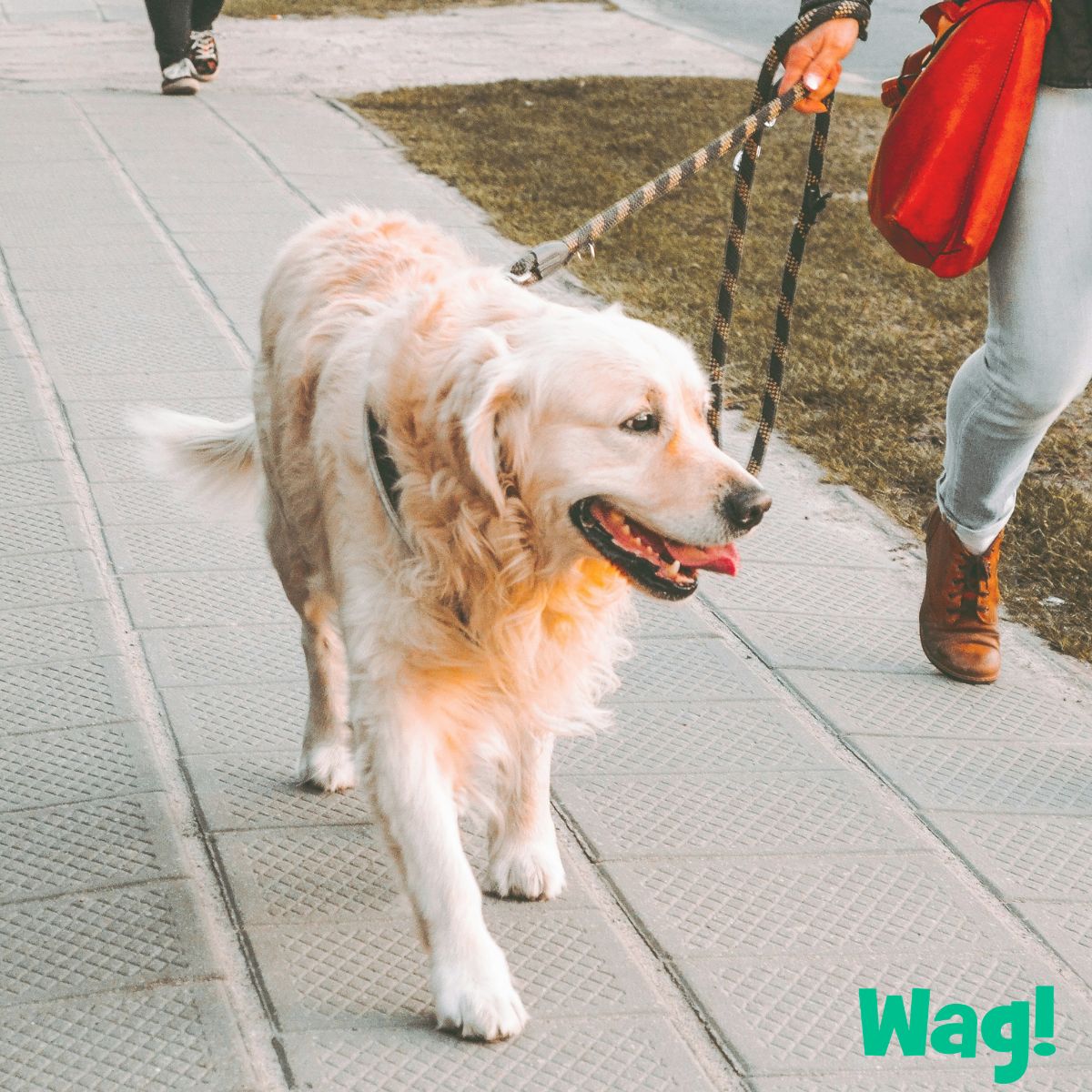 wag-175.jpg